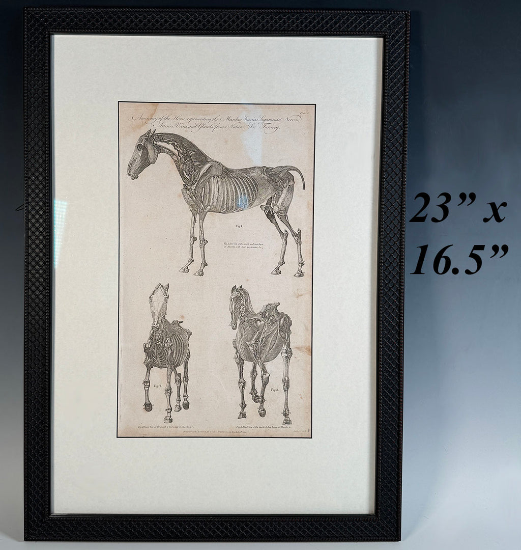 Antique French c.1790 Copper Plate Intaglio Print, Skeleton of a Horse, 3 views, in Frame 23" x 16.5"