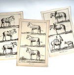 Antique 18th century French Intaglio Prints of Horses, Harnesses,Jean-Jacques GOUSSIER, Set of 3