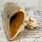 Antique 19th Century Hand Carved Dieppe Ivory Putti Figure with Cymbals Mounted on Walrus (?) Tusk