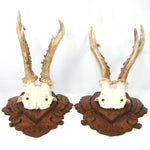 PAIR Vintage Black Forest Carved Trophy Mount, Oak Leaves with Genuine Antlers