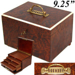 Antique French Victorian Era Burled Walnut Cigar Presenter or Specimen Box, Chest with Five Drawers