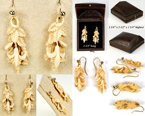 Antique Victorian Era Hand Carved Ivory Earrings Pair in Camelback Box, 10k Gold
