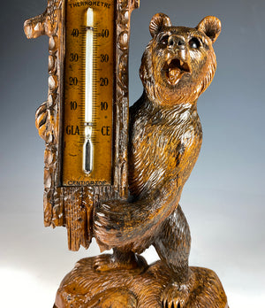 Superb 19th c. Swiss Hand Carved Black Forest 8" Bear, Thermometer Stand is 12" Tall