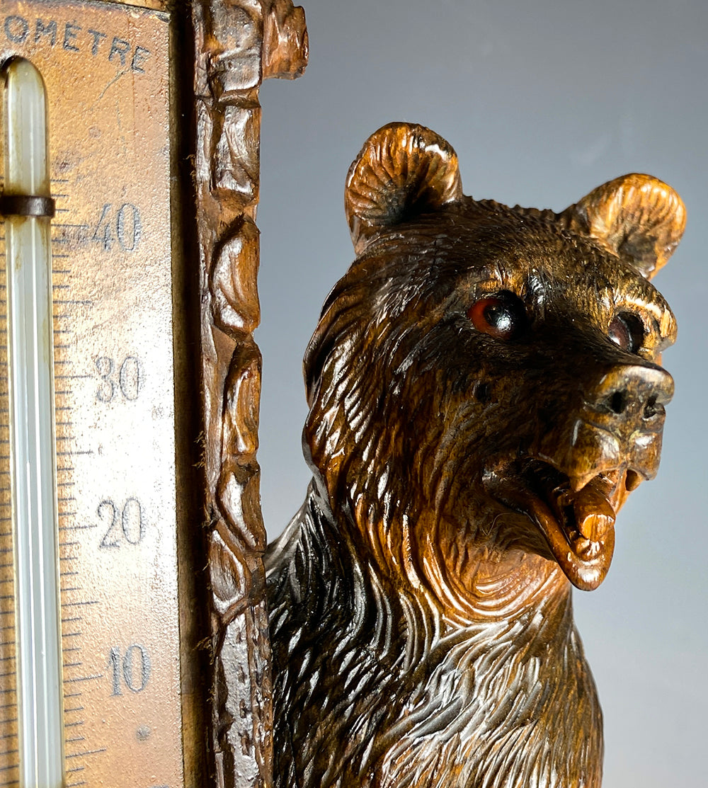 Superb 19th c. Swiss Hand Carved Black Forest 8" Bear, Thermometer Stand is 12" Tall