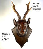 Antique Swiss Hand Carved Deer Head w Real Antlers on Wall Plaque, Fruits of the Hunt