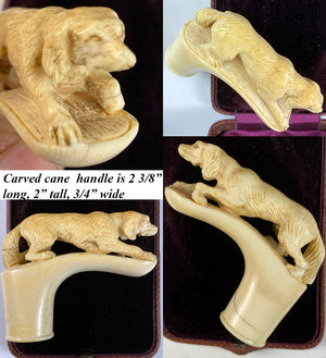 Antique French Carved Ivory Cane or Parasol Handle, Hunting Dog, Spaniel, Hound