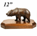 Antique HC Black Forest Bull Bear, 8+" on 12" Wood Plinth, 19th c. Animalier