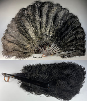 Antique French Hand Fan, 78 cm Span, Black Ostrich Feather and Tortoise Shell Monture, Edwardian