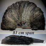 Antique French Hand Fan, 81 cm Span, Black Ostrich Feather and Tortoise Shell Monture, Edwardian
